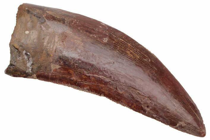 Serrated, Carcharodontosaurus Tooth - Real Dinosaur Tooth #230593